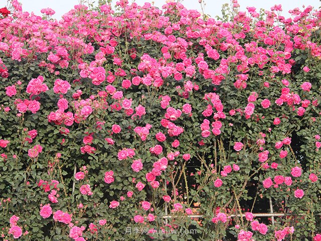 推薦3種爬藤月季，花園里輕松打造漂亮花墻(圖2)