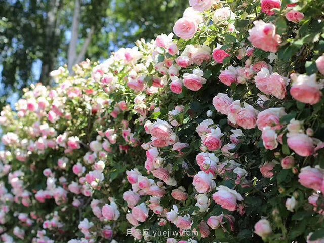 推薦3種爬藤月季，花園里輕松打造漂亮花墻(圖4)