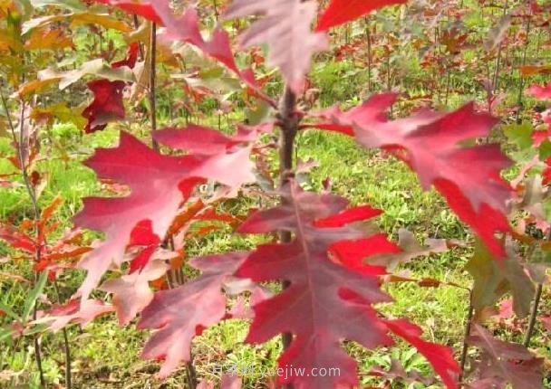 娜塔櫟如何種植養(yǎng)護(hù)？成為城市彩色行道樹(圖2)