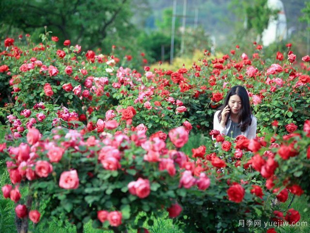 苗木行業(yè)應(yīng)該怎樣投資才有前景？(圖1)