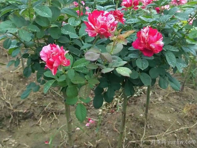 小高桿月季移植必須要帶土球嗎？(圖1)
