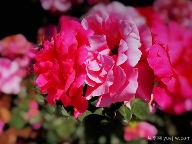 超強(qiáng)營養(yǎng)液，幫助9月養(yǎng)好月季(圖1)