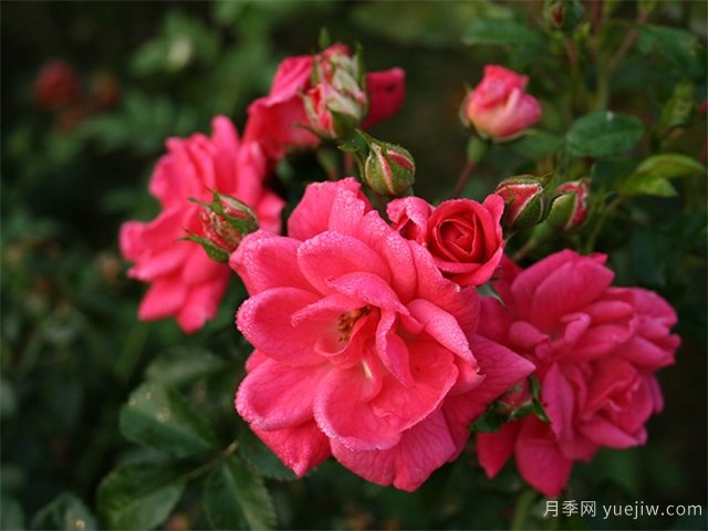 哈爾濱寒地玫瑰漫山開(kāi)，鮮花事業(yè)富鄉(xiāng)親(圖1)