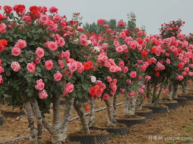 月季花可以嫁接在哪些樹？(圖1)