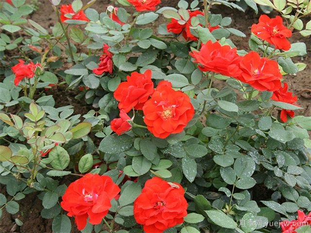 橘紅潮月季/桔紅潮月季(美國(guó))(圖1)