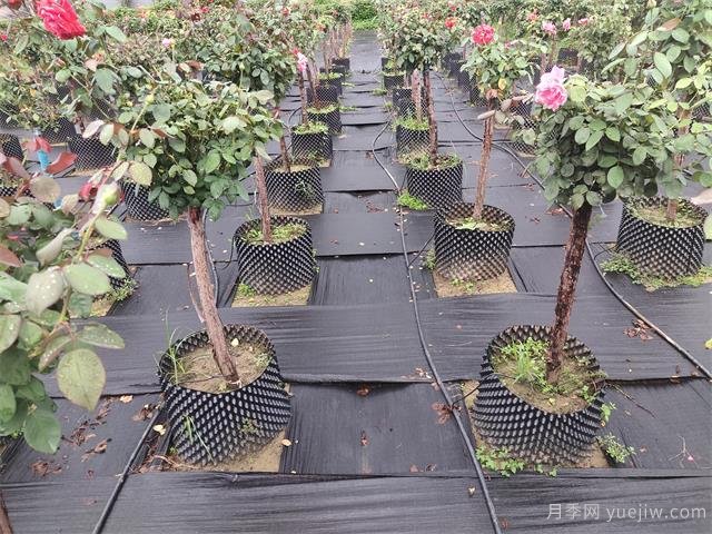 樹狀月季容器苗和假植容器苗的不同，教你分清楚(圖1)