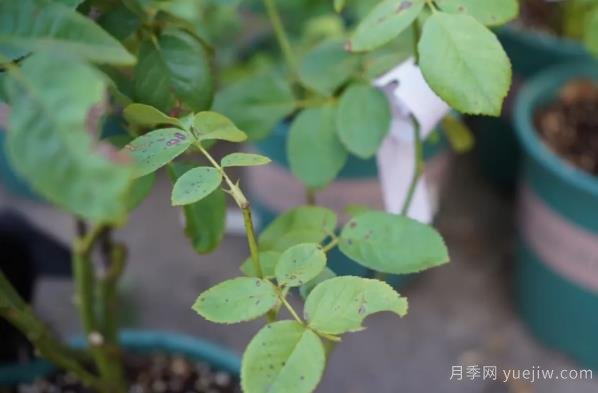 9月份月季秋剪好時(shí)機(jī)，修剪時(shí)間如何安排(圖3)