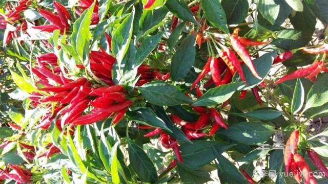 南陽市淅川縣的出名特產(chǎn)有哪些？(圖1)