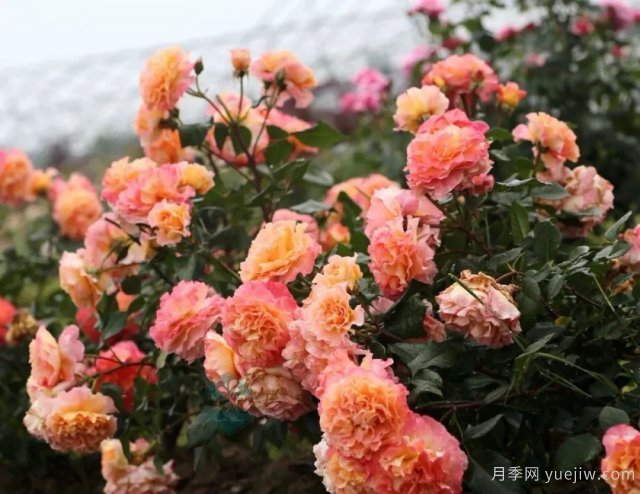養(yǎng)盆栽月季想多開花，除了土壤選對，施肥也很重要(圖1)