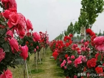 樹狀月季嫁接技術(shù)要點