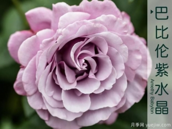 點(diǎn)綴陽臺的月季選擇