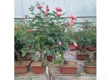粉扇樹狀月季開花前應(yīng)施磷肥和鉀肥