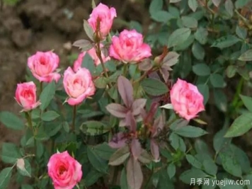 微型月季該怎樣施肥澆水呢，一起來看下吧