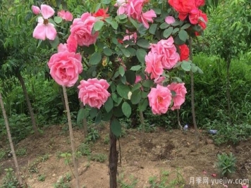 養(yǎng)月季花關(guān)于養(yǎng)殖中的注意知識(shí)，月季基地來整理