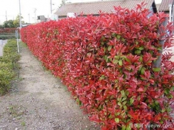 如何種植紅葉石楠？紅葉石楠種植技術(shù)