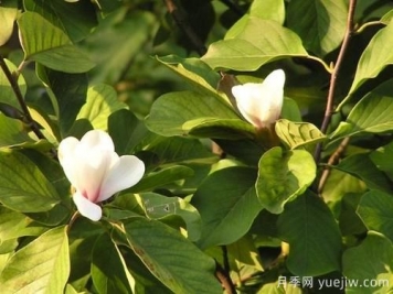 玉蘭樹(shù)應(yīng)該怎么才能防治病蟲(chóng)害？