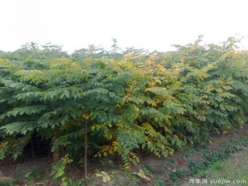 如何選擇成活率高的欒樹？