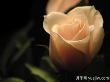 怎么看張愛玲的《紅玫瑰與白玫瑰》？