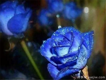 藍色妖姬的折法，藍色妖姬適合送給什么人