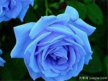 藍色妖姬價格多少錢一朵？有什么寓意？