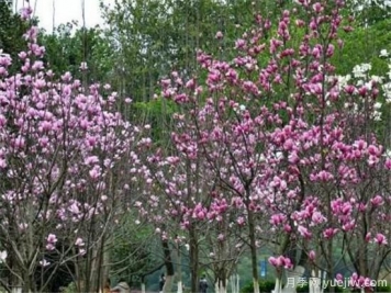 紫玉蘭繁殖方法，紫玉蘭的種植和管理技術(shù)