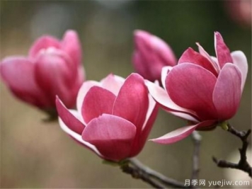 紫玉蘭幾月份開花？南陽紫玉蘭的花語和寓意