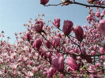 紫玉蘭種子多少錢一斤？紫玉蘭播種方法