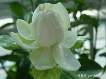梔子花有哪些品種，梔子花品種圖片大全