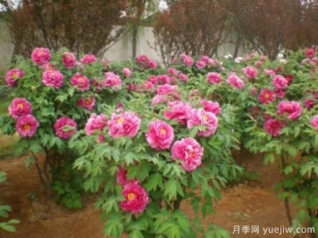 不同顏色牡丹花不同花語(yǔ)