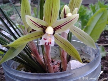 常見(jiàn)的蘭花品種種類及圖片