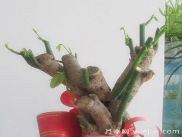 發(fā)財(cái)樹(shù)的幾種修剪方法