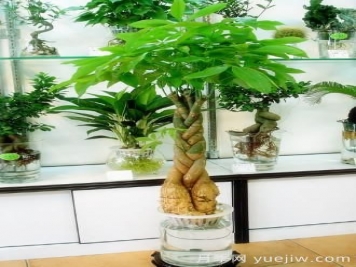 怎樣養(yǎng)殖發(fā)財(cái)樹(shù)？發(fā)財(cái)樹(shù)養(yǎng)殖常見(jiàn)問(wèn)題解答