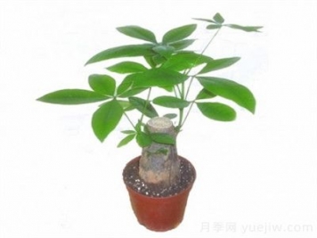 發(fā)財(cái)樹(shù)嫁接繁殖方法