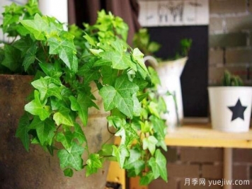 常春藤有哪些常見品種？常春藤品種圖片大全