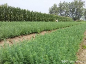 綠化采購雪松樹苗注意哪些問題？