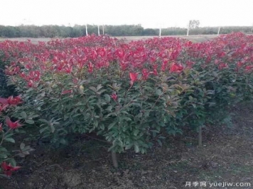 紅葉石楠適應(yīng)有機(jī)化肥嗎？