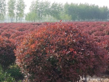 紅葉石楠球是喬木還是灌木？