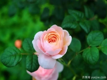 瑞典女王莫奈，懶人養(yǎng)月季花為什么要選它們