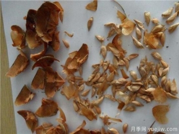 雪松種子什么時候種植？