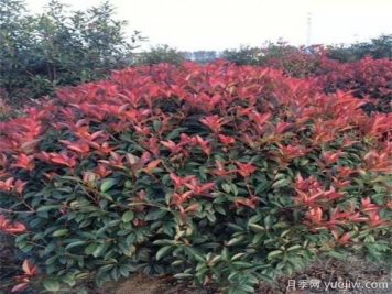 庭院種紅葉石楠可以嗎？