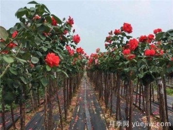 月季樹爛根，怎么治？
