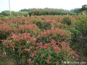 南陽(yáng)紅葉石楠基地的雜草去除技術(shù)方法