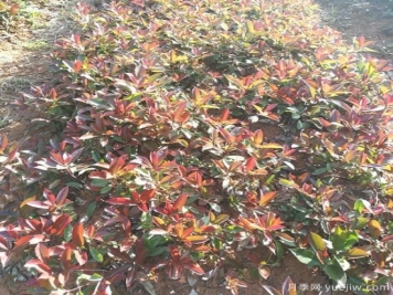南陽(yáng)紅葉石楠適合在北方地區(qū)種植嗎？