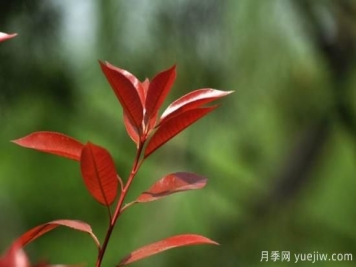 常見(jiàn)紅葉石楠葉片扦插技術(shù)分享
