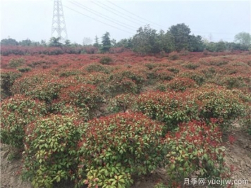 紅葉石楠生長(zhǎng)不能一味的通過(guò)水分來(lái)維持