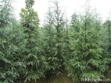 雪松價(jià)錢為什么會(huì)有差別？