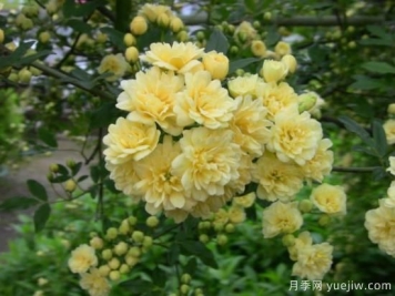 黃木香號(hào)稱開花勞模，耐寒耐熱養(yǎng)護(hù)簡單