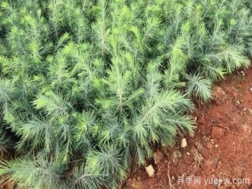 雪松和白皮松要如何區(qū)分？