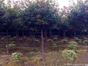 紅葉石楠樹受到創(chuàng)傷后如何消毒？
