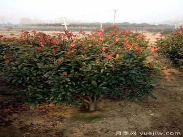 雨季紅葉石楠幼苗倒伏怎么辦？